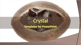  Presentation with insect - PPT theme having keywordinsect - eggs of stick insect background and a tawny brown colored foreground