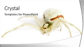  Presentation with spider - PPT theme consisting of keywordinsect - golden crab spider misumena vatia background and a  colored foreground