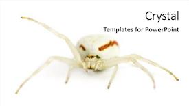  Presentation with spider - Cool new PPT layouts with keywordinsect - golden crab spider misumena vatia backdrop and a  colored foreground