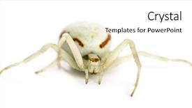  Presentation with spider - Slide deck enhanced with keywordinsect - golden crab spider misumena vatia background and a  colored foreground