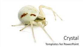  Presentation with spider - Amazing PPT theme having keywordinsect - golden crab spider misumena vatia backdrop and a  colored foreground