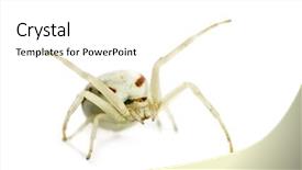  Presentation with spider - Cool new theme with keywordinsect - golden crab spider misumena vatia backdrop and a  colored foreground