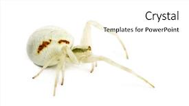  Presentation with spider - Beautiful PPT layouts featuring keywordinsect - golden crab spider misumena vatia backdrop and a  colored foreground