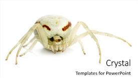  Presentation with crab - PPT theme with keywordinsect - golden crab spider misumena vatia background and a  colored foreground