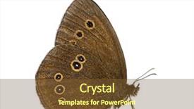  Presentation with 3d white - Colorful slide set enhanced with keywordinsect - ringlet aphantopus hyperantus in front backdrop and a  colored foreground