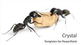  Presentation with ants - Theme enhanced with keywordinsect - two carpenter ants camponotus vagus background and a white colored foreground