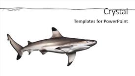  Presentation with under water - Cool new slide deck with keywordwater - blacktip reef shark swimming backdrop and a white colored foreground