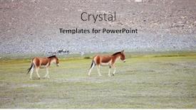  Presentation with ladakh - Slide set enhanced with kiang equus kiang - tibetan wild ass ladakh india background and a light gray colored foreground