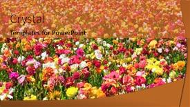  Presentation with botanical - Colorful presentation enhanced with kibbutz-field-of-flowering-colorful backdrop and a red colored foreground