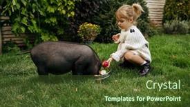  Presentation with pig - Slide set enhanced with kid-feeds-black-pig background and a tawny brown colored foreground
