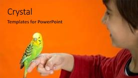  Presentation with parrot - Presentation design having kid playing with his pet parrot background and a gray colored foreground