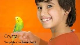  Presentation with parrot - Amazing slide set having kid playing with his pet parrot backdrop and a gold colored foreground