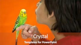  Presentation with parrot - Presentation design having kid playing with his pet parrot background and a crimson colored foreground