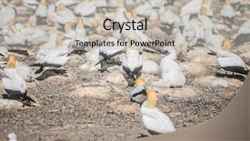  Presentation with new zealand - Colorful theme enhanced with kidnapp - gannet birds colony cape kidnappers backdrop and a light gray colored foreground