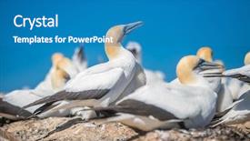  Presentation with birds - PPT theme having kidnapp - gannet birds colony cape kidnappers background and a teal colored foreground
