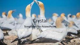  Presentation with new zealand - Cool new PPT theme with kidnapp - gannet birds colony cape kidnappers backdrop and a light blue colored foreground