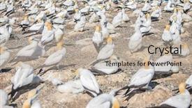  Presentation with new zealand - Amazing theme having kidnapp - gannet birds colony cape kidnappers backdrop and a mint green colored foreground