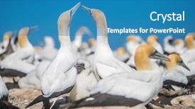  Presentation with new zealand - PPT layouts consisting of kidnapp - gannet birds colony cape kidnappers background and a teal colored foreground