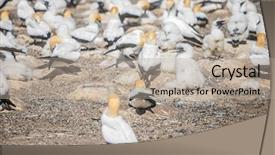 Presentation with new zealand - Theme with kidnapp - gannet birds colony cape kidnappers background and a mint green colored foreground