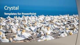  Presentation with new cold room storage - Colorful PPT layouts enhanced with kidnapp - gannet birds colony cape kidnappers backdrop and a  colored foreground