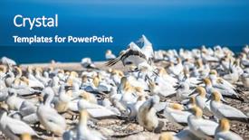  Presentation with new zealand - Slides having kidnapp - gannet birds colony cape kidnappers background and a  colored foreground