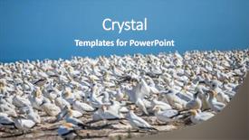  Presentation with new zealand - Audience pleasing theme consisting of kidnapp - gannet birds colony cape kidnappers backdrop and a  colored foreground