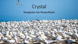  Presentation with colony of fungi - PPT layouts featuring kidnapp - gannet birds colony cape kidnappers background and a  colored foreground