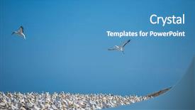  Presentation with new zealand - Slide deck consisting of kidnapp - gannet birds colony cape kidnappers background and a  colored foreground