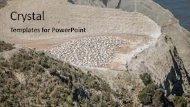  Presentation with new zealand - Beautiful theme featuring kidnapp - gannet birds colony cape kidnappers backdrop and a  colored foreground