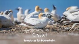  Presentation with new zealand silver fern black - Cool new presentation theme with kidnapp - gannet birds colony cape kidnappers backdrop and a  colored foreground