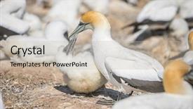  Presentation with new cold room storage - PPT theme enhanced with kidnapp - gannet birds colony cape kidnappers background and a  colored foreground
