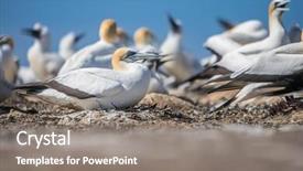  Presentation with new zealand - Theme consisting of kidnapp - gannet birds colony cape kidnappers background and a  colored foreground