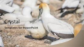  Presentation with colony of fungi - Beautiful PPT theme featuring kidnapp - gannet birds colony cape kidnappers backdrop and a  colored foreground