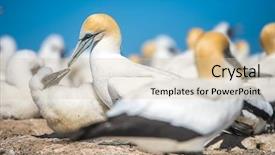  Presentation with new zealand silver fern black - Colorful theme enhanced with kidnapp - gannet birds colony cape kidnappers backdrop and a lemonade colored foreground