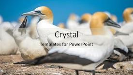  Presentation with new cold room storage - Audience pleasing slides consisting of kidnapp - gannet birds colony cape kidnappers backdrop and a  colored foreground