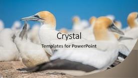  Presentation with colony of fungi - Theme featuring kidnapp - gannet birds colony cape kidnappers background and a  colored foreground