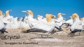  Presentation with new zealand - Cool new PPT theme with kidnapp - gannet birds colony cape kidnappers backdrop and a mint green colored foreground