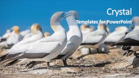  Presentation with new zealand silver fern black - Slides enhanced with kidnapp - gannet birds colony cape kidnappers background and a  colored foreground