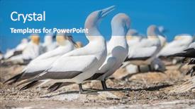  Presentation with new zealand - Amazing theme having kidnapp - gannet birds colony cape kidnappers backdrop and a  colored foreground