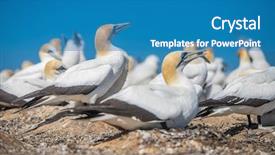  Presentation with new zealand - PPT layouts consisting of kidnapp - gannet birds colony cape kidnappers background and a  colored foreground