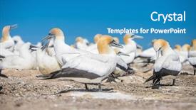  Presentation with new zealand - Beautiful slides featuring kidnapp - gannet birds colony cape kidnappers backdrop and a  colored foreground