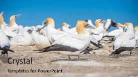  Presentation with new zealand - Theme with kidnapp - gannet birds colony cape kidnappers background and a  colored foreground