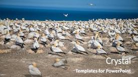  Presentation with new cold room storage - Slide deck featuring kidnapp - gannet birds colony cape kidnappers background and a gray colored foreground