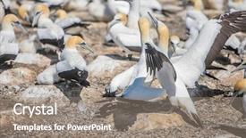  Presentation with new zealand - PPT layouts consisting of kidnapp - gannet birds colony cape kidnappers background and a gray colored foreground