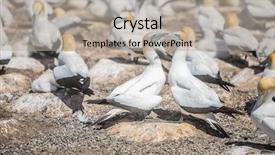  Presentation with new zealand - Beautiful slides featuring kidnapp - gannet birds colony cape kidnappers backdrop and a light gray colored foreground