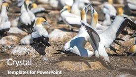  Presentation with colony of fungi - Theme with kidnapp - gannet birds colony cape kidnappers background and a coral colored foreground