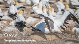  Presentation with new zealand - Colorful PPT layouts enhanced with kidnapp - gannet birds colony cape kidnappers backdrop and a gray colored foreground
