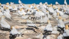  Presentation with new cold room storage - Slides having kidnapp - gannet birds colony cape kidnappers background and a mint green colored foreground