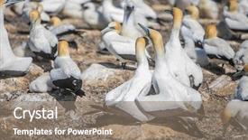  Presentation with new cold room storage - Audience pleasing theme consisting of kidnapp - gannet birds colony cape kidnappers backdrop and a gray colored foreground