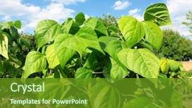  Presentation with kidney bean - Cool new presentation theme with kidney - beautiful green bean field backdrop and a tawny brown colored foreground